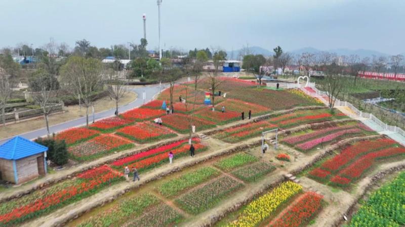 江西萍乡：百万株郁金香盛开邂逅春日限定浪漫