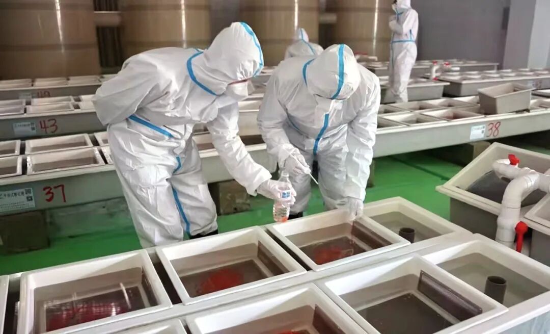 迪庆州首批进口虹鳟鱼卵顺利入境为高原特色冷水鱼规模化养殖奠定基础(图2)