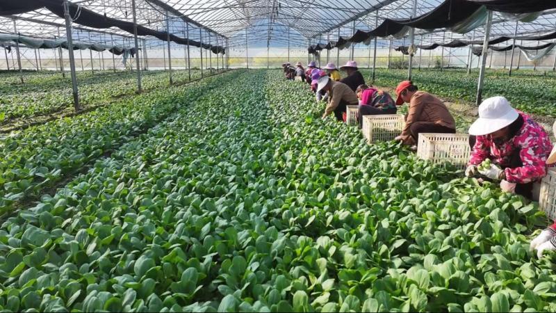 拉斯维加斯官网登录入口江西：春菜新鲜上市 供应稳定价格|WR