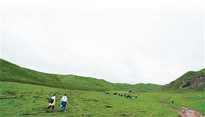 智防“虫癌”加速构建AI全链条防治包虫病体系（退病录）(图2)