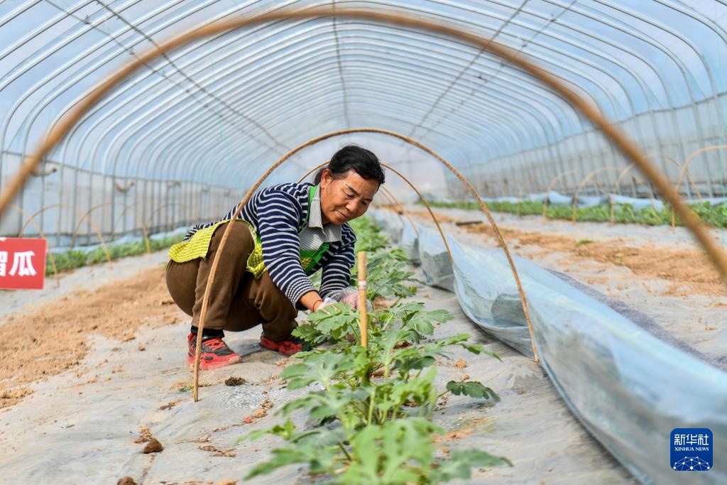 西瓜怎么育苗好 20260318185612376.jpg