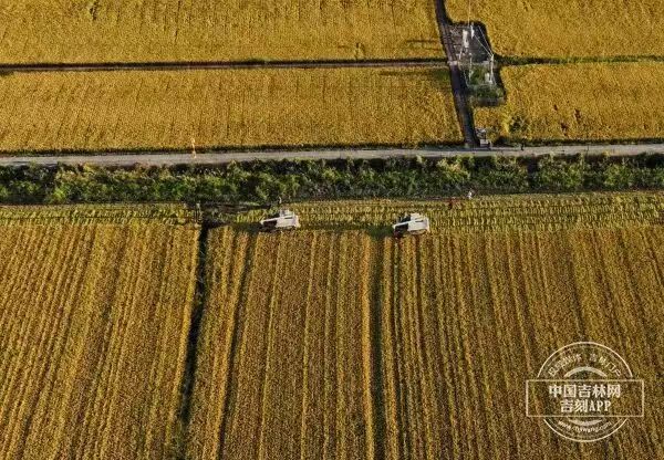 19年一遇！春分逢龙抬头吉林拔节再向上(图2)