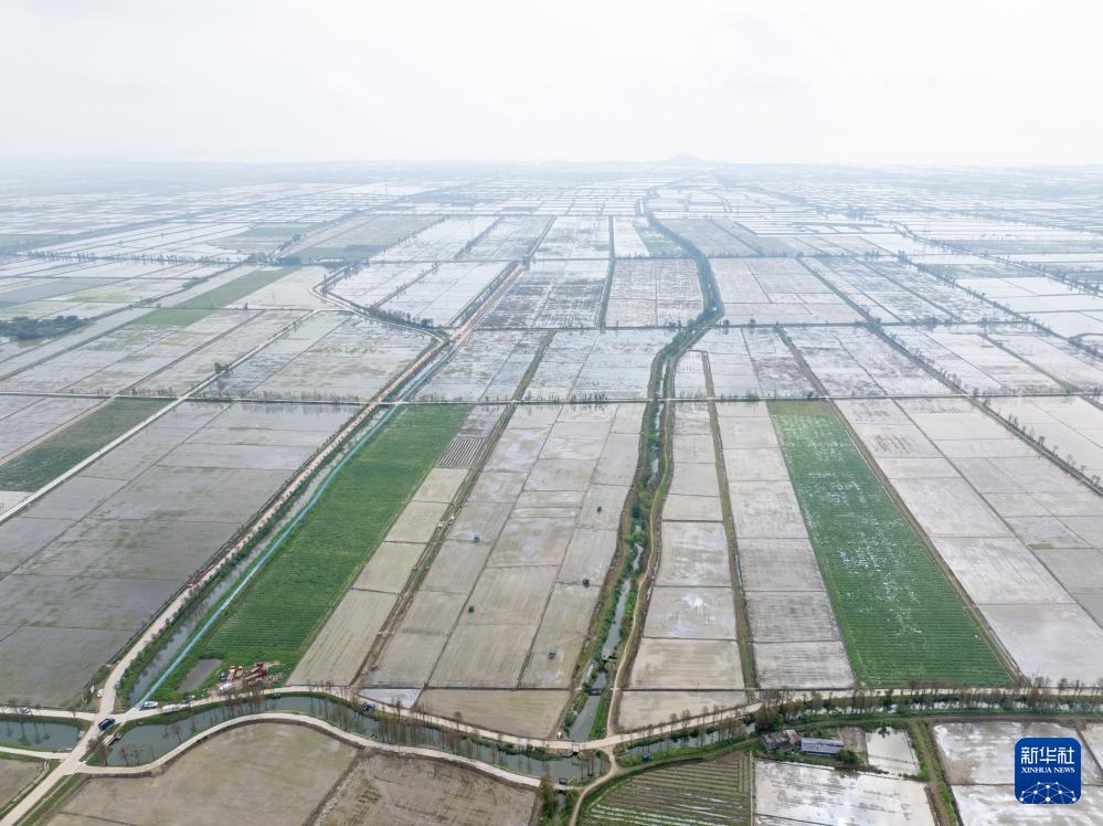 春耕时节“广东第一田”插秧忙(图1)