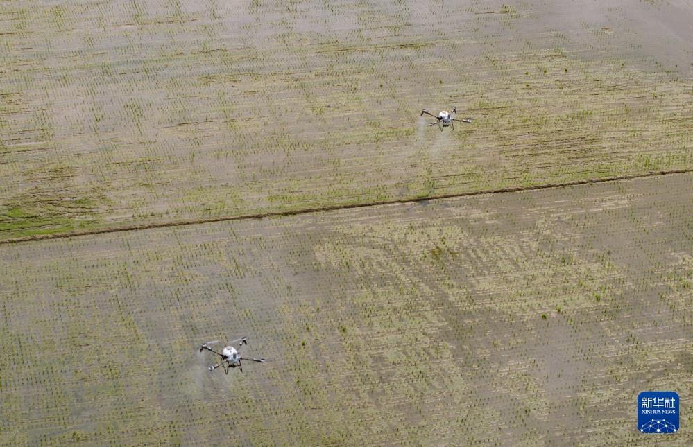 春耕时节“广东第一田”插秧忙(图2)