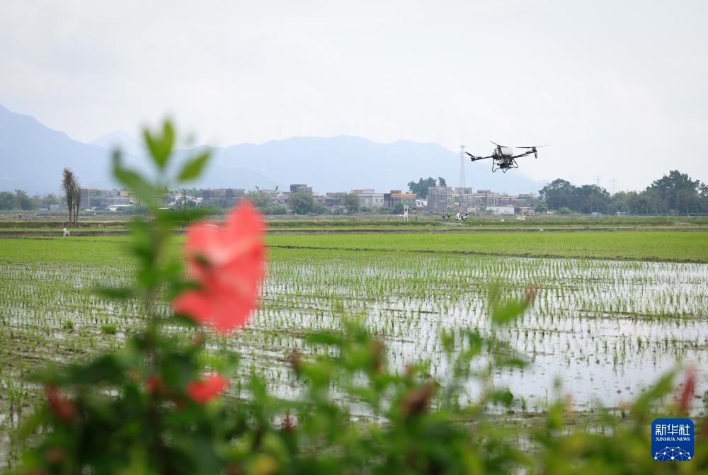 春耕时节“广东第一田”插秧忙(图3)