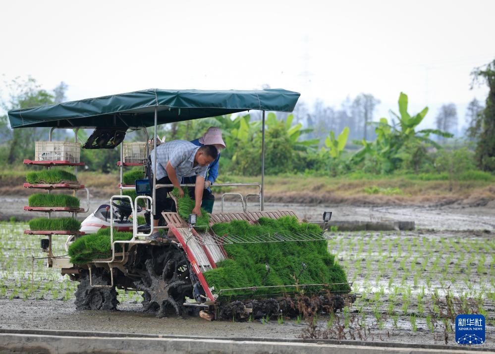 春耕时节“广东第一田”插秧忙(图5)