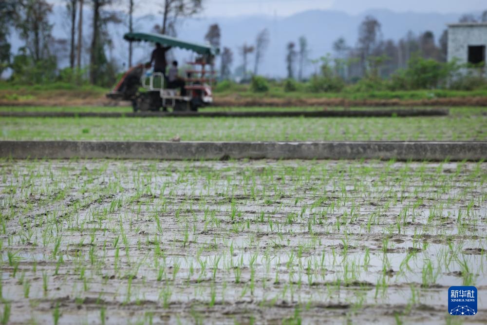 春耕时节“广东第一田”插秧忙(图6)