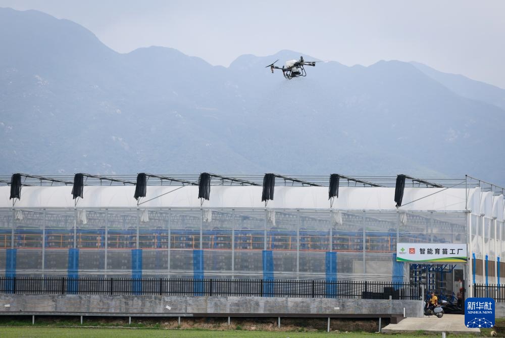 春耕时节“广东第一田”插秧忙(图7)