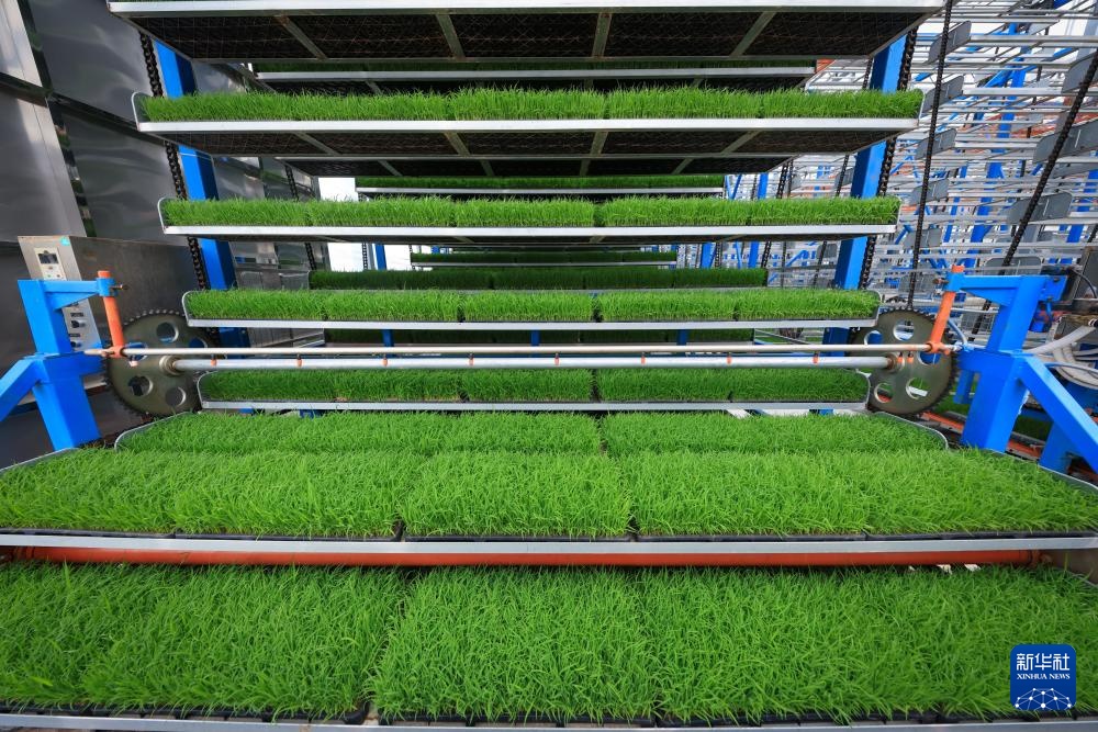 春耕时节“广东第一田”插秧忙(图8)