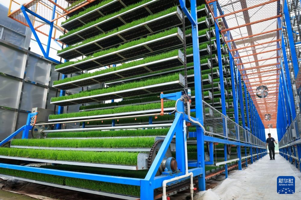 春耕时节“广东第一田”插秧忙(图9)