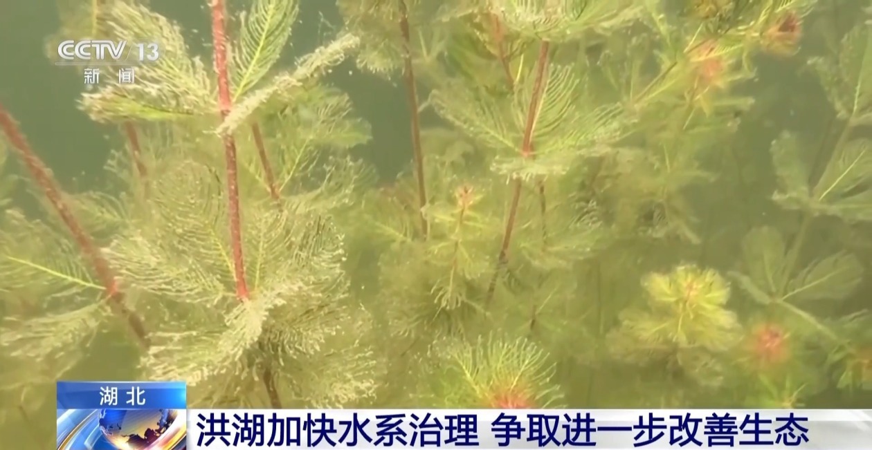 修复河口、恢复植被 湖北洪湖加快水系治理改善生态(图1)