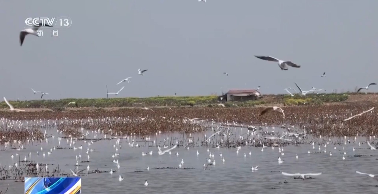 修复河口、恢复植被 湖北洪湖加快水系治理改善生态(图3)