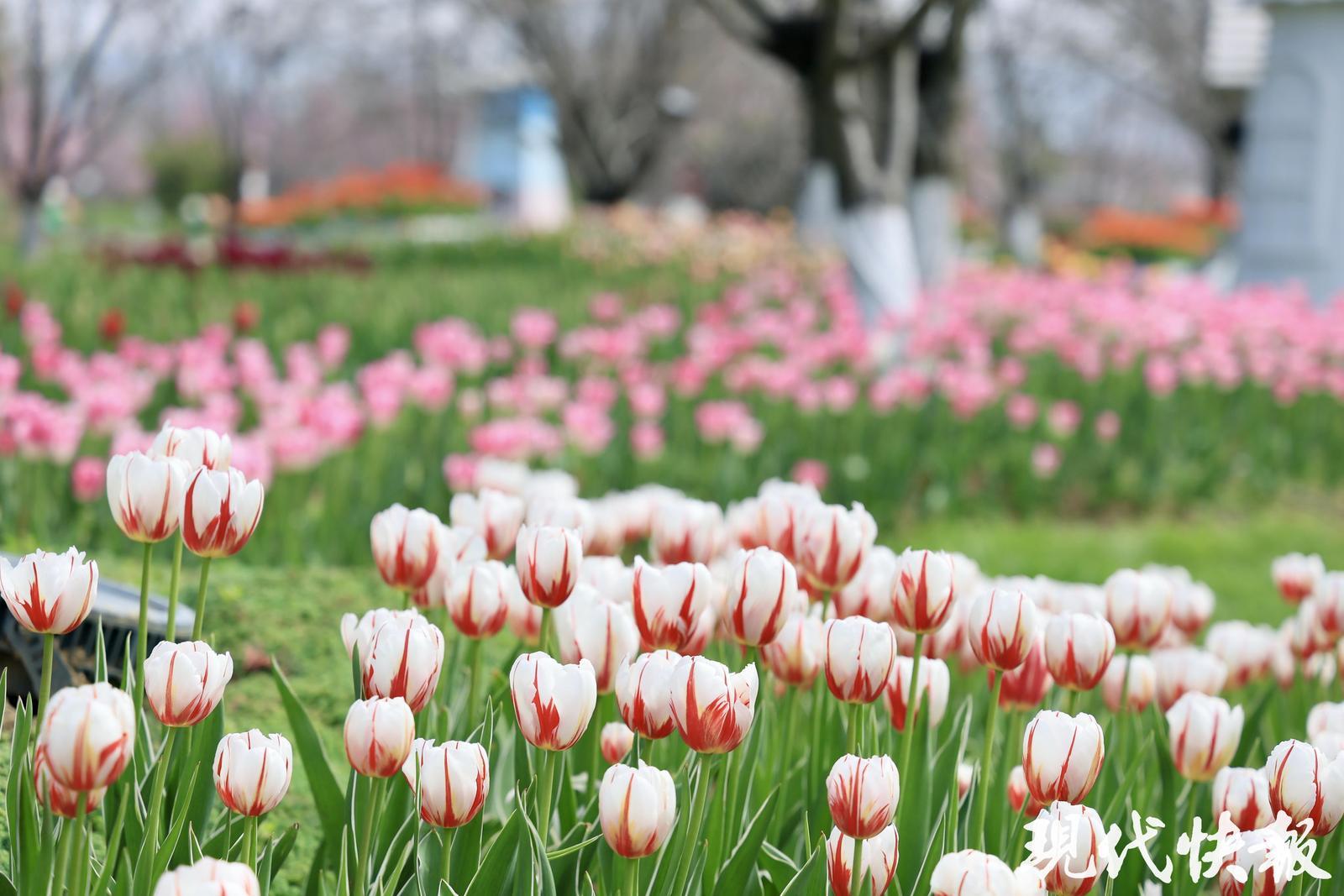 2026全国地方媒体总编辑看无锡｜园脉寻花境这座花星球绘就农文旅融合新图景(图5)