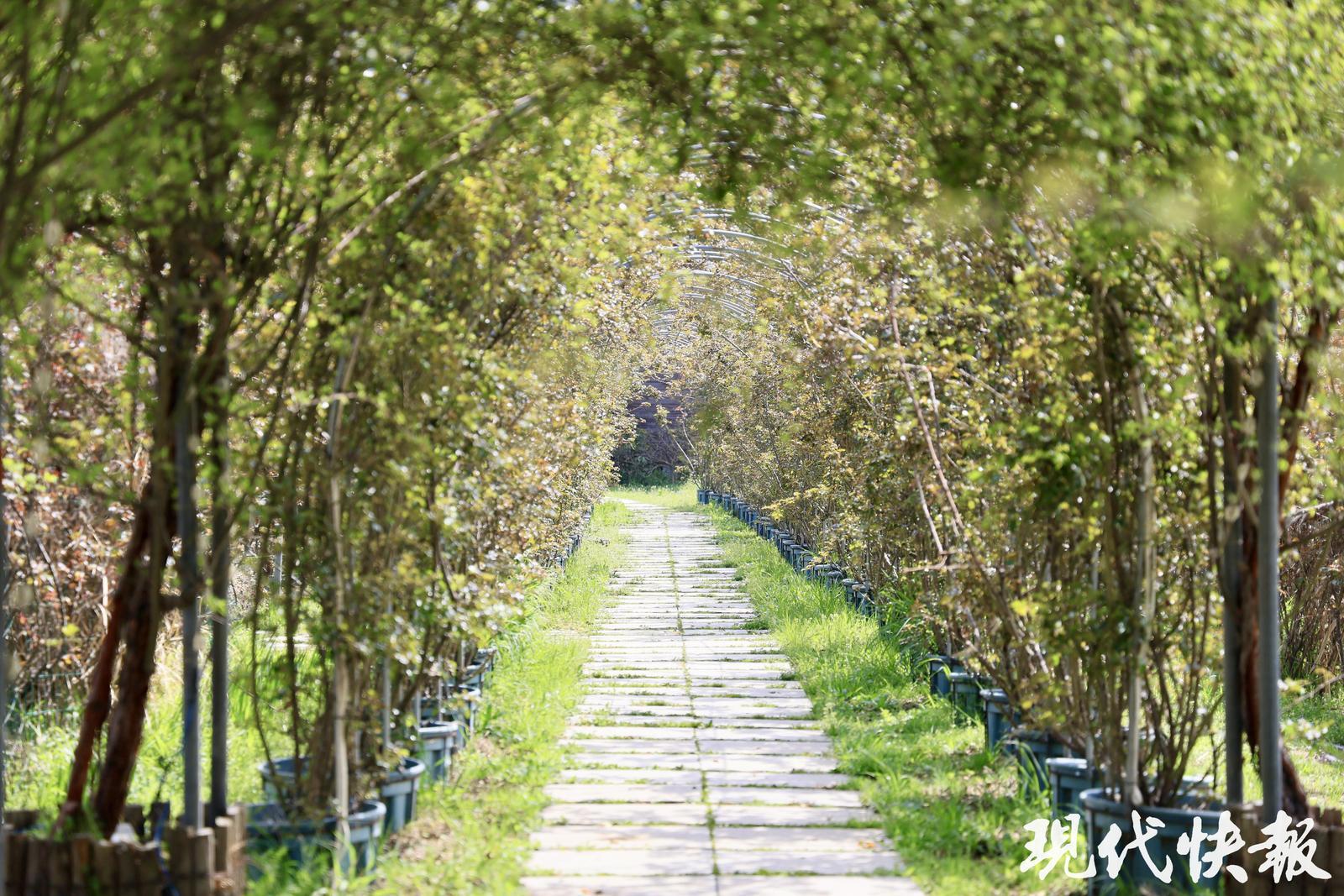 2026全国地方媒体总编辑看无锡｜园脉寻花境这座花星球绘就农文旅融合新图景(图7)