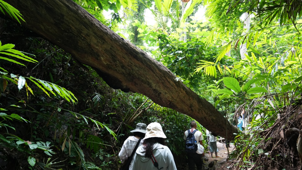 来西双版纳旅居旅创为梦想安家(图1)