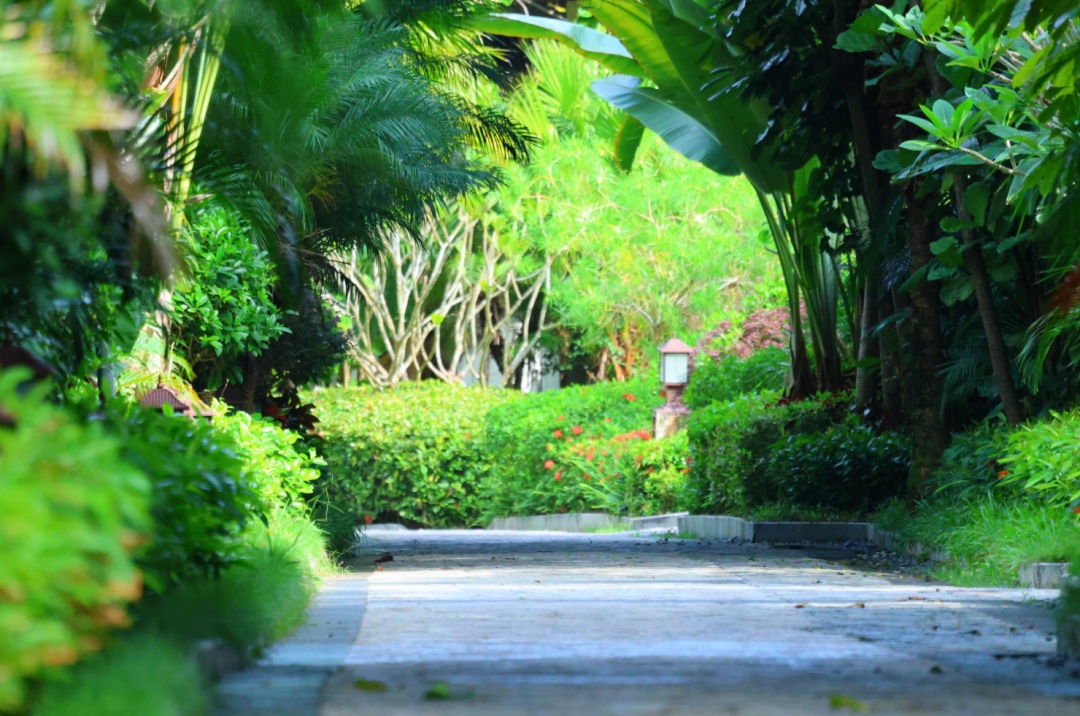 来西双版纳旅居旅创为梦想安家(图3)