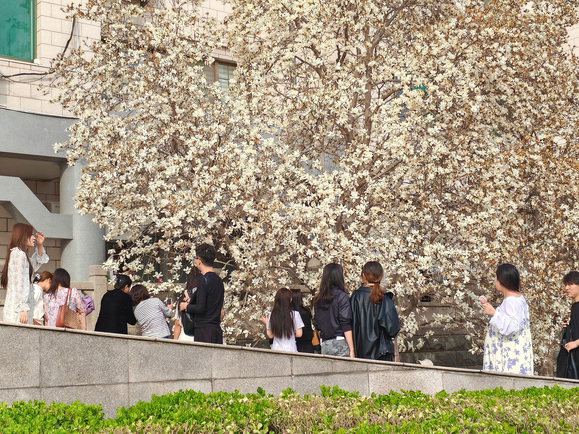 植树背后的生态“黑科技”：以“精准智护”让绿化从“种树”迈向“护绿治城”(图2)