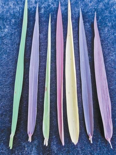 浙江婺城科技小院研发功能性稻米——“这种米不愁卖亩产值超万元”（春耕里的新质生产力）(图1)