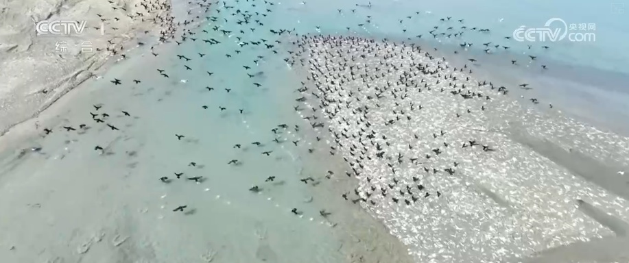 春日萌动共绘壮美生态图景 野生动物频频出镜增添春日灵动(图1)