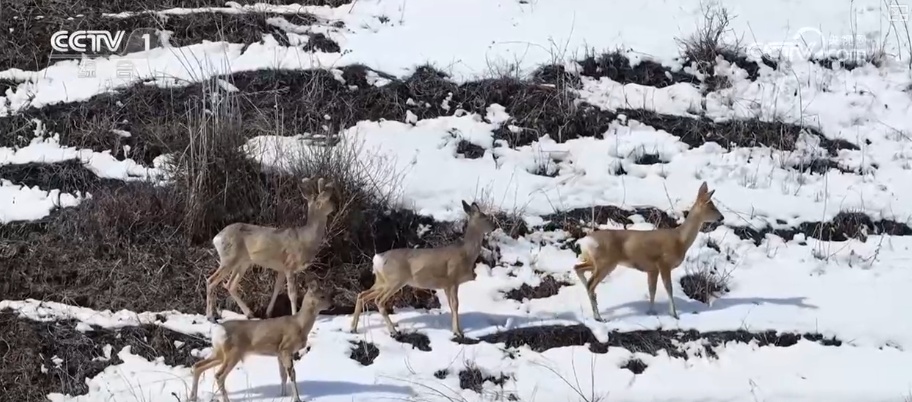 春日萌动共绘壮美生态图景 野生动物频频出镜增添春日灵动(图3)