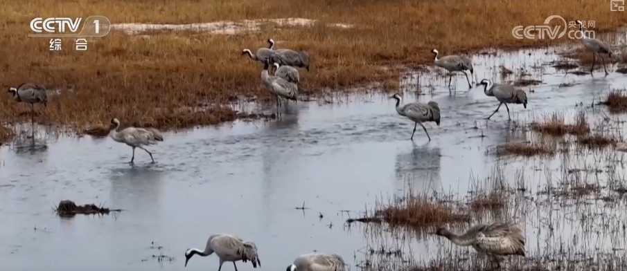 春日萌动共绘壮美生态图景 野生动物频频出镜增添春日灵动(图2)