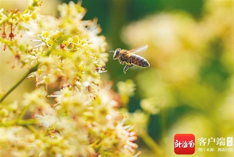 来海南果园看遍花海：果花为序甜蜜可期文化周刊(图1)