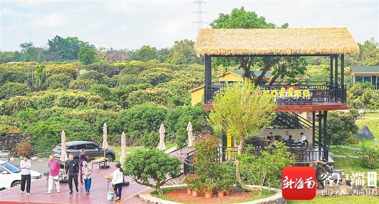 来海南果园看遍花海：果花为序甜蜜可期文化周刊(图2)