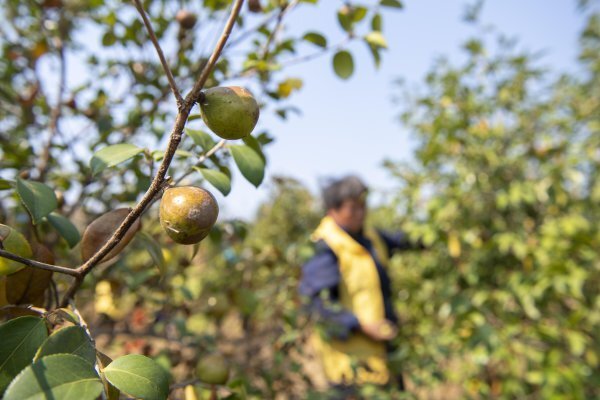全国首个省级油茶碳汇标准在湘发布湖南油茶纳入“双碳”战略新赛道(图1)