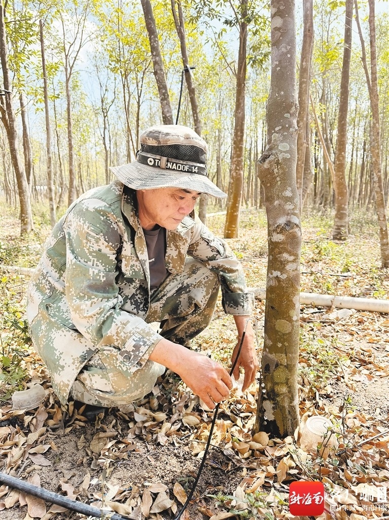 海南周刊丨十年守树为等一缕海南香(图3)