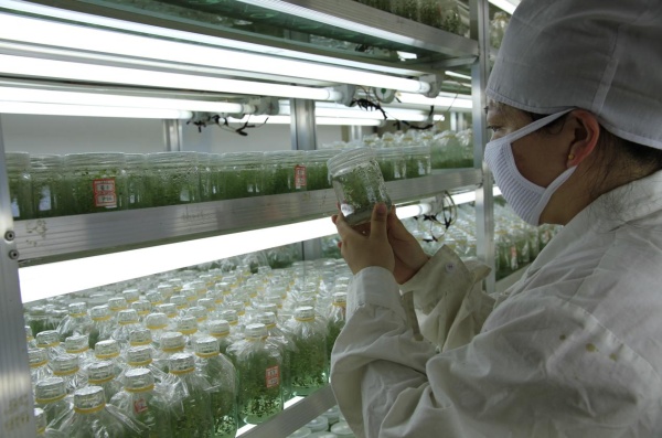 兴业·强县·富民｜通化县：小蓝莓串起全产业链绿色发展铺就富民路(图1)