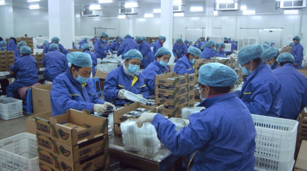 兴业·强县·富民｜通化县：小蓝莓串起全产业链绿色发展铺就富民路(图4)