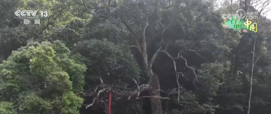建立“一树一档案”实施全生命周期跟踪 让科技扩繁续写生机(图1)