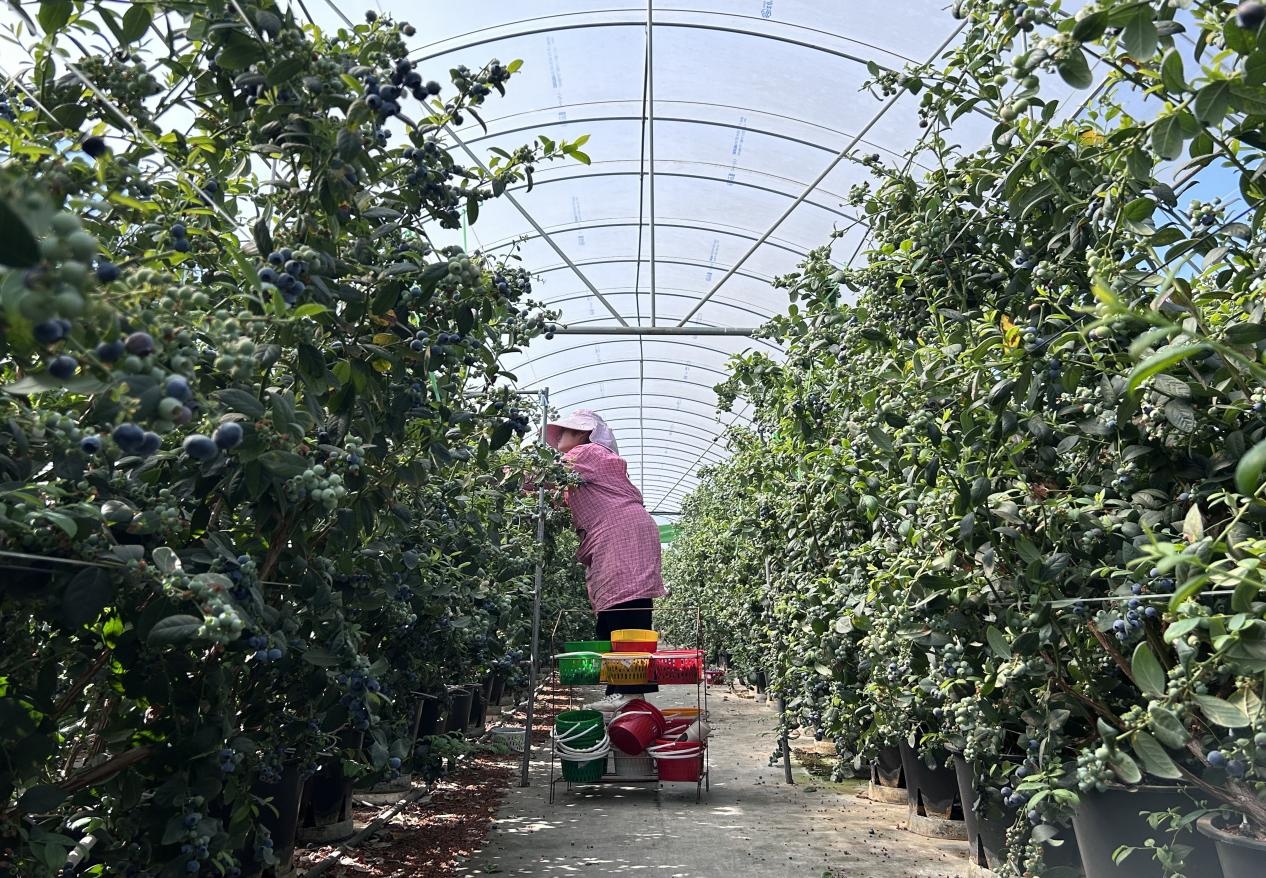 快递织网通山海 “云品出滇”销四方(图3)