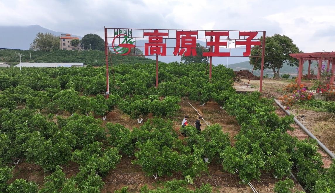 快递织网通山海 “云品出滇”销四方(图5)