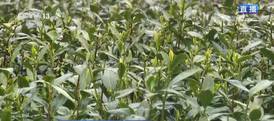 看见2030“十五五”新图景高科技装备成“新宠”传统茶园“数智”飘香(图1)