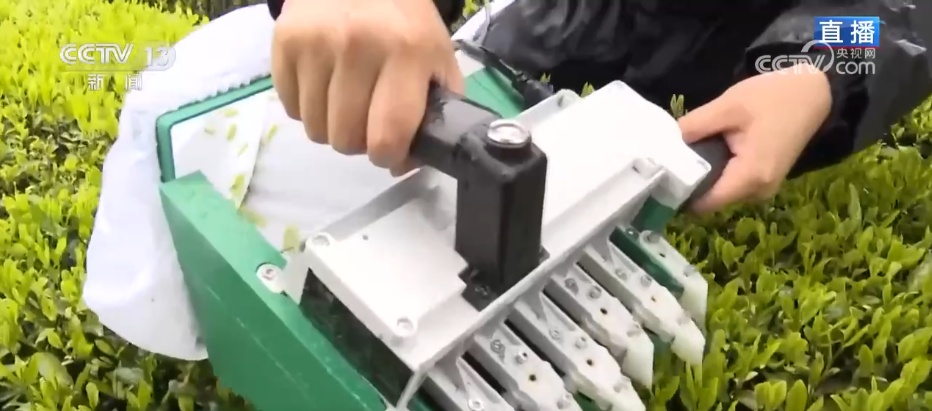 看见2030“十五五”新图景高科技装备成“新宠”传统茶园“数智”飘香(图3)