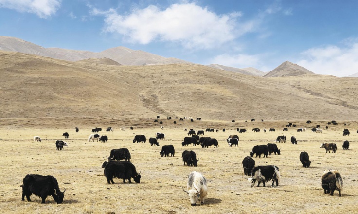 【新时代新征程新伟业·高质量发展调研行】一文一草一产业——青海县域经济发展观察·同德篇(图3)