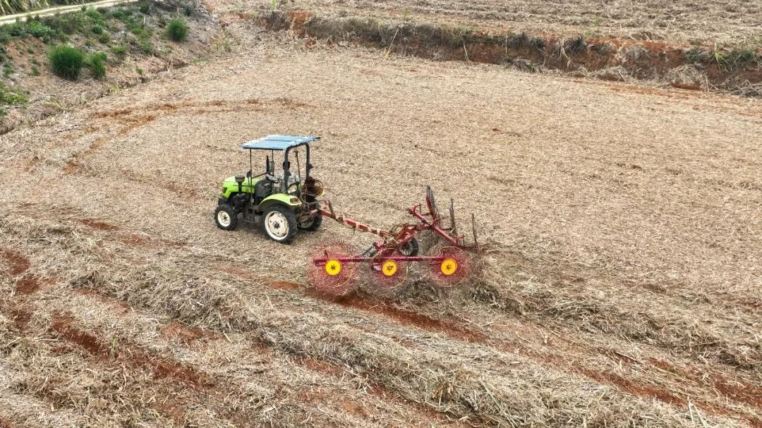 陇川：一片蔗叶里的绿色发展新答卷(图1)