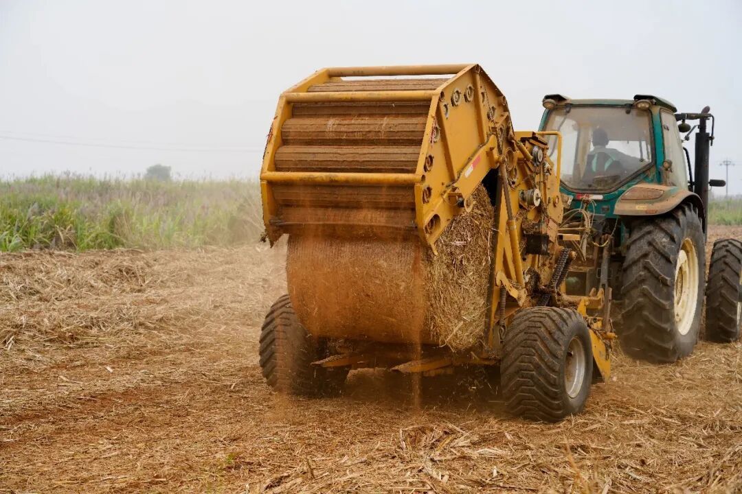 陇川：一片蔗叶里的绿色发展新答卷(图2)