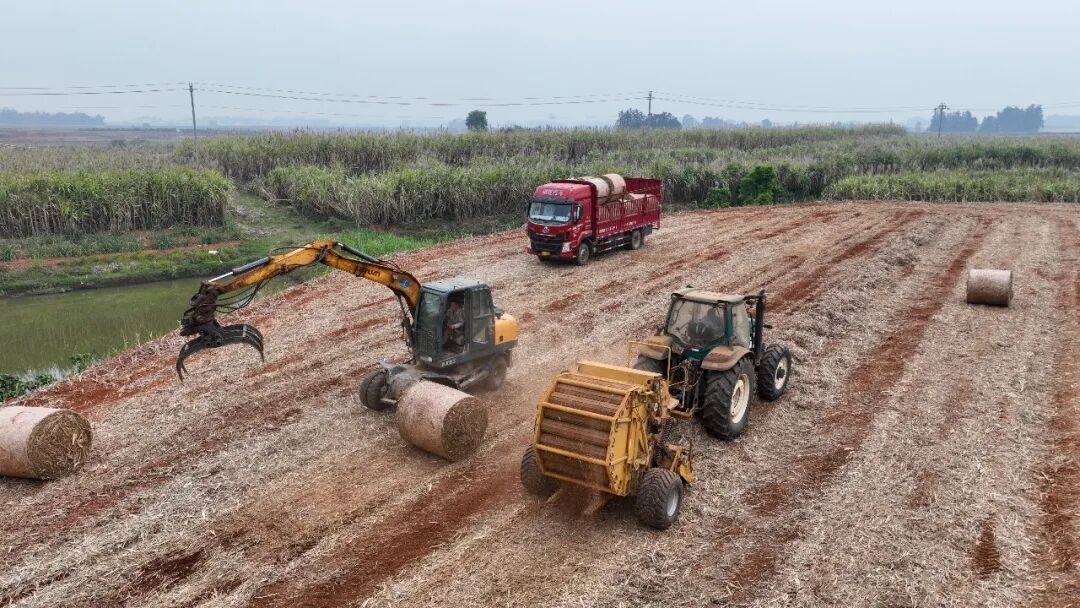 陇川：一片蔗叶里的绿色发展新答卷(图5)