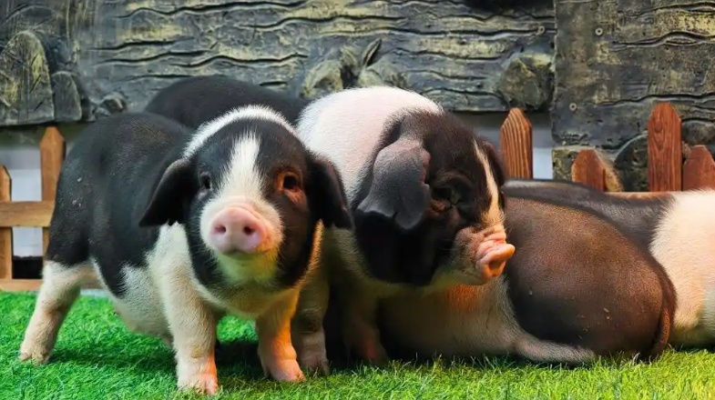 观潮的螃蟹湖南农产品如何跳出“价贱伤农”这类怪圈(图1)