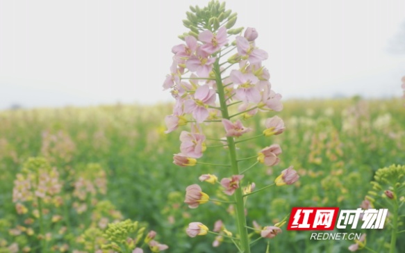 观潮的螃蟹湖南农产品如何跳出“价贱伤农”这类怪圈(图4)