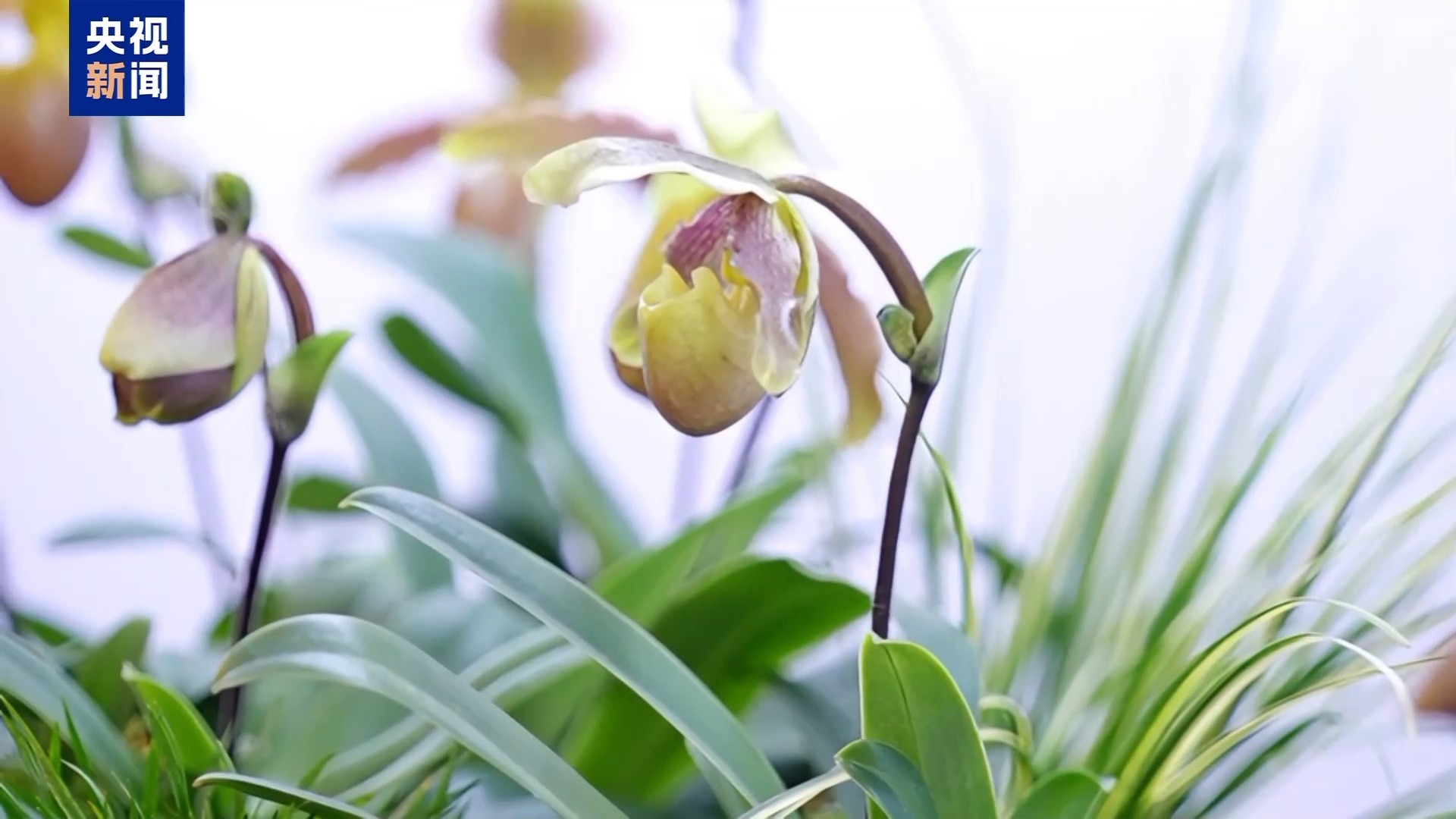 “齐天大圣”现身花卉展“新奇萌”和“怪可爱”新品火出圈(图1)