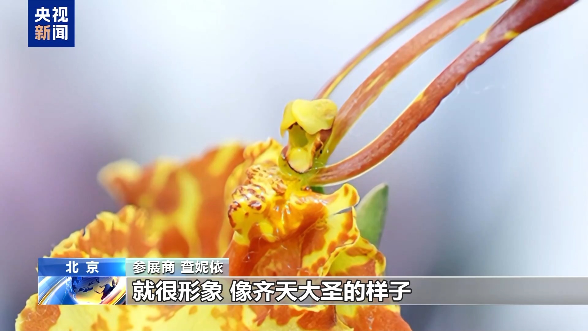 “齐天大圣”现身花卉展“新奇萌”和“怪可爱”新品火出圈(图2)