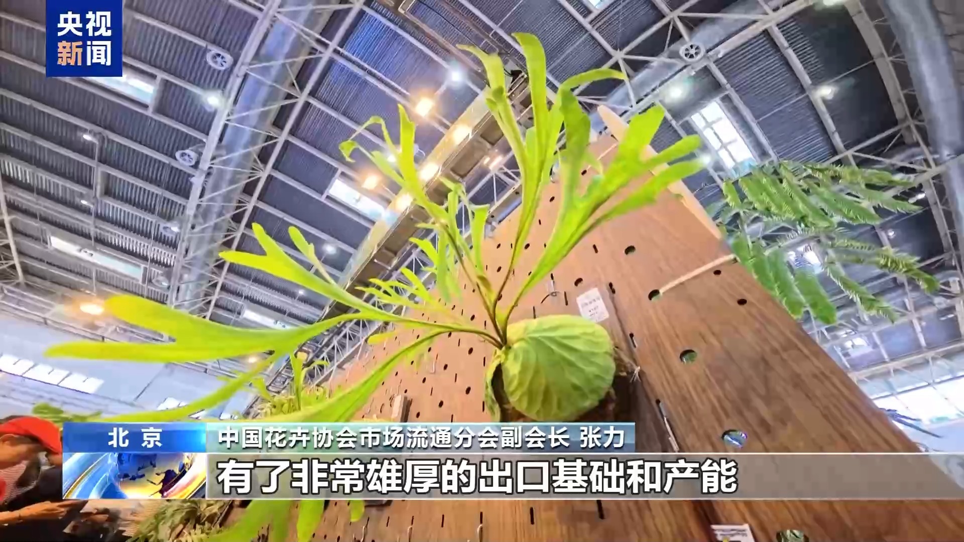 “齐天大圣”现身花卉展“新奇萌”和“怪可爱”新品火出圈(图4)