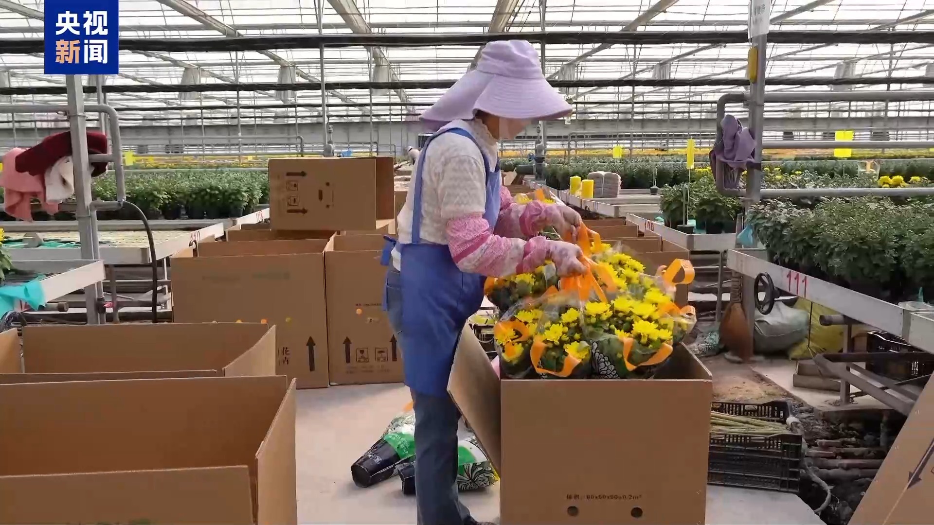 “齐天大圣”现身花卉展“新奇萌”和“怪可爱”新品火出圈(图5)