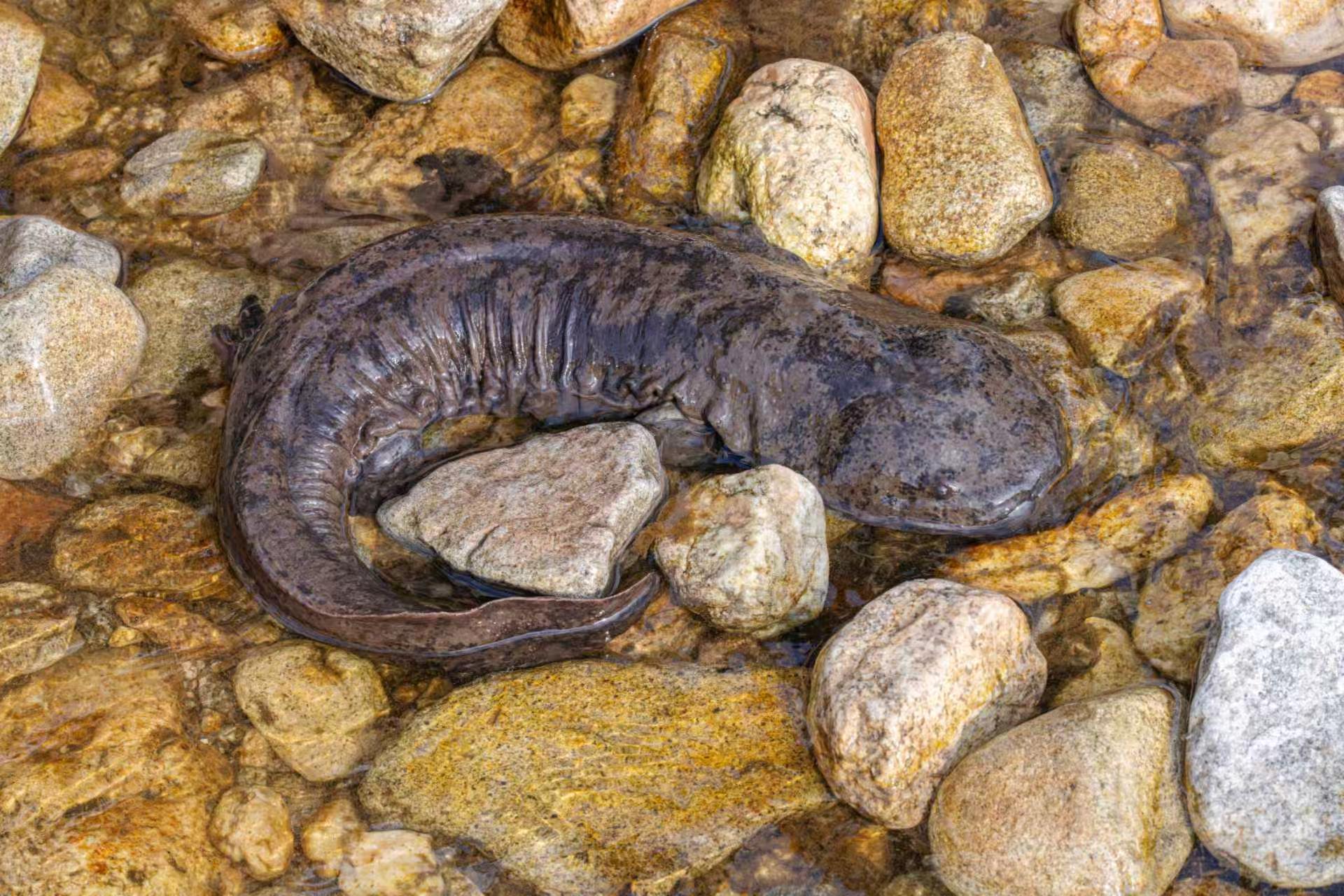 极危“活化石”新发现！安徽岳西发现大鲵新种“鹞落坪大鲵”