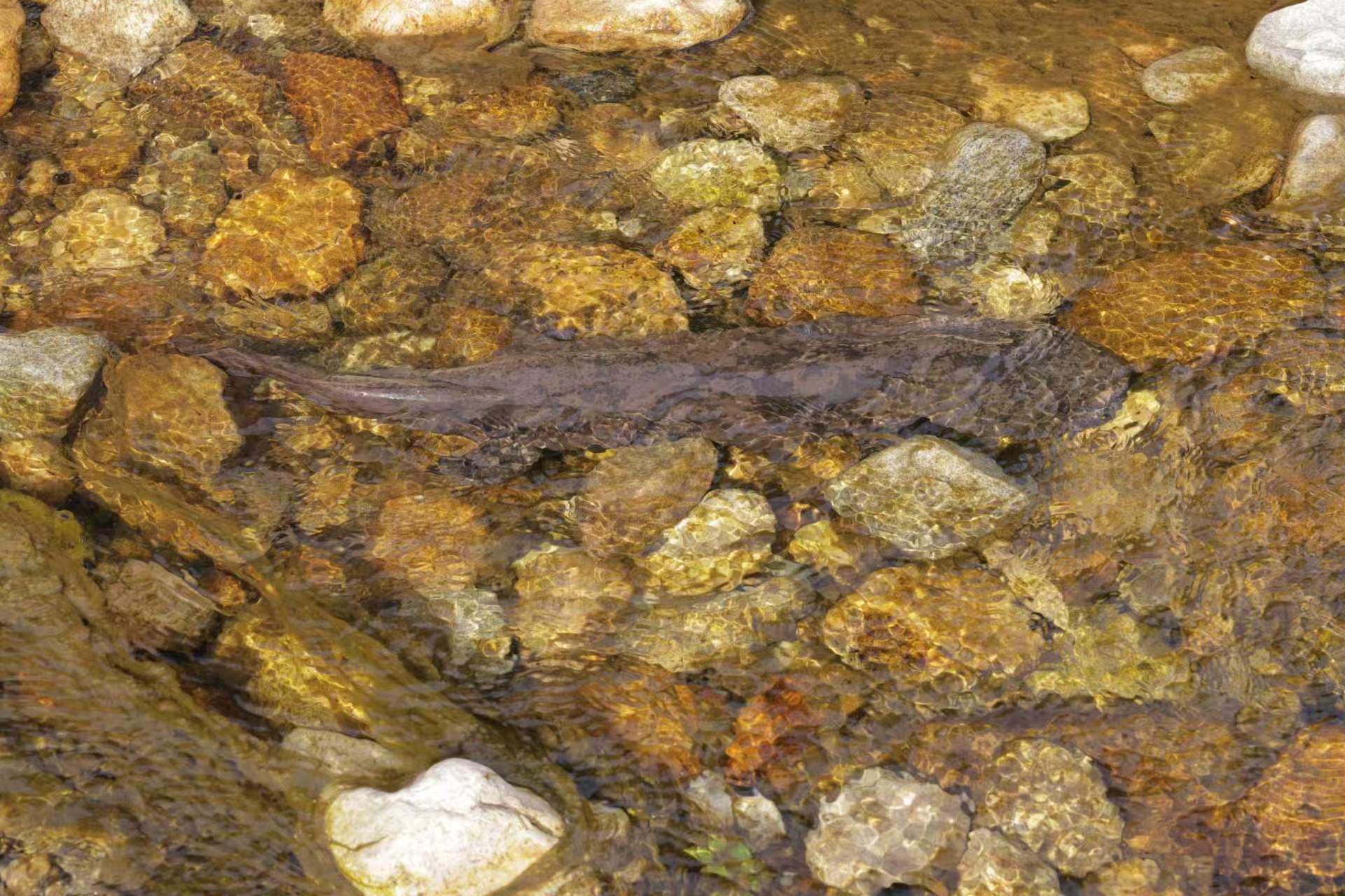 极危“活化石”新发现！安徽岳西发现大鲵新种“鹞落坪大鲵”(图2)