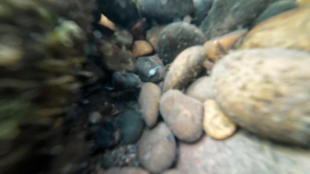 长江鲟野外种群重建取得重大突破(图1)