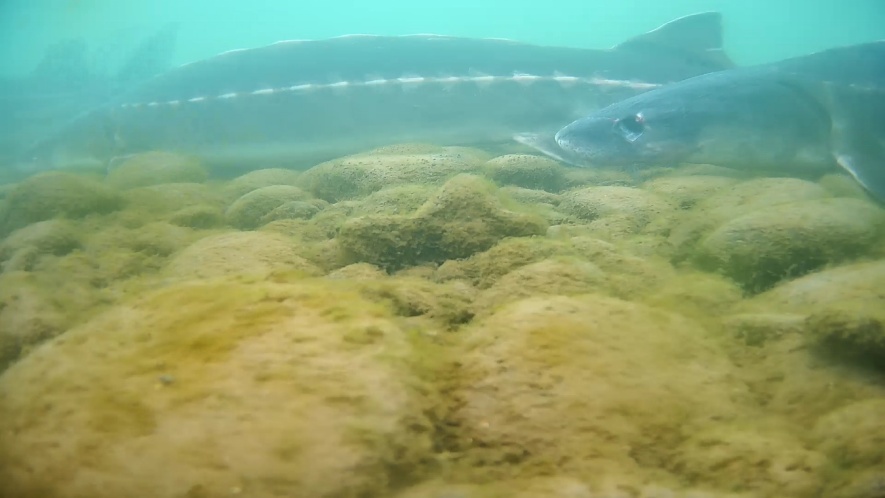 长江鲟野外种群重建取得重大突破(图2)